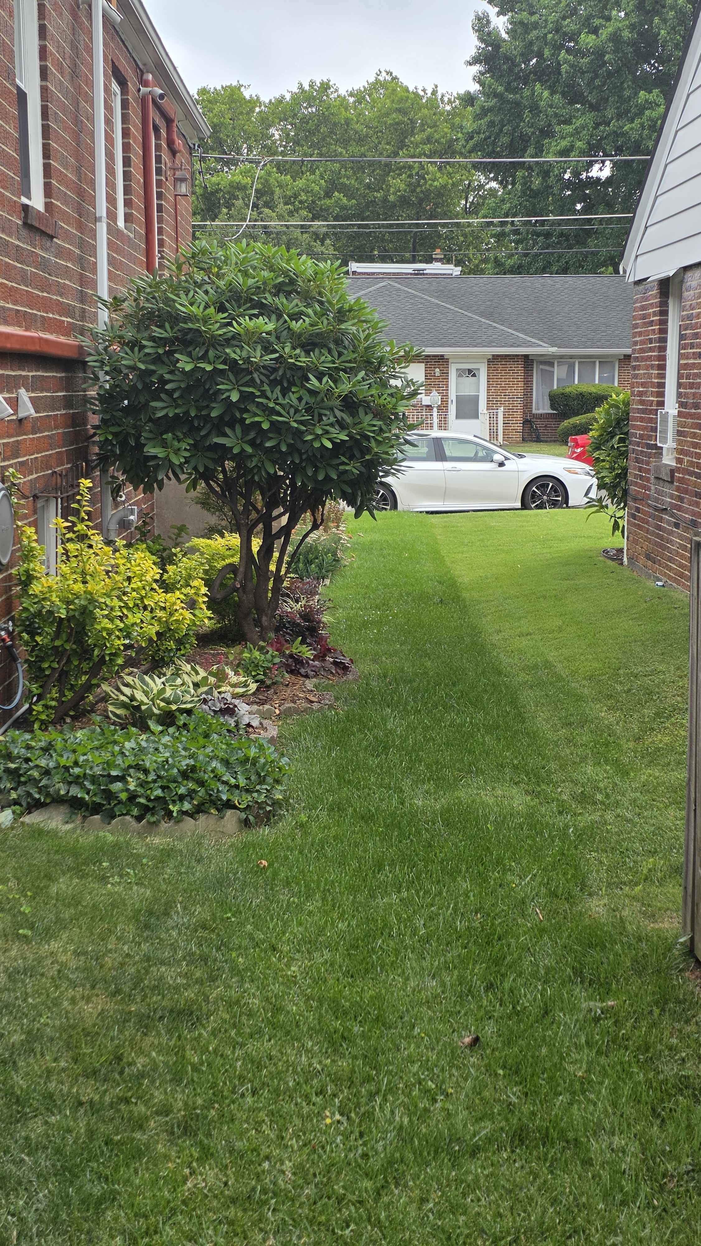 Side-house foundation bed with mature rhododendron, Sunshine ligustrum, hostas, heuchera, groundcover, and mown lawn corridor