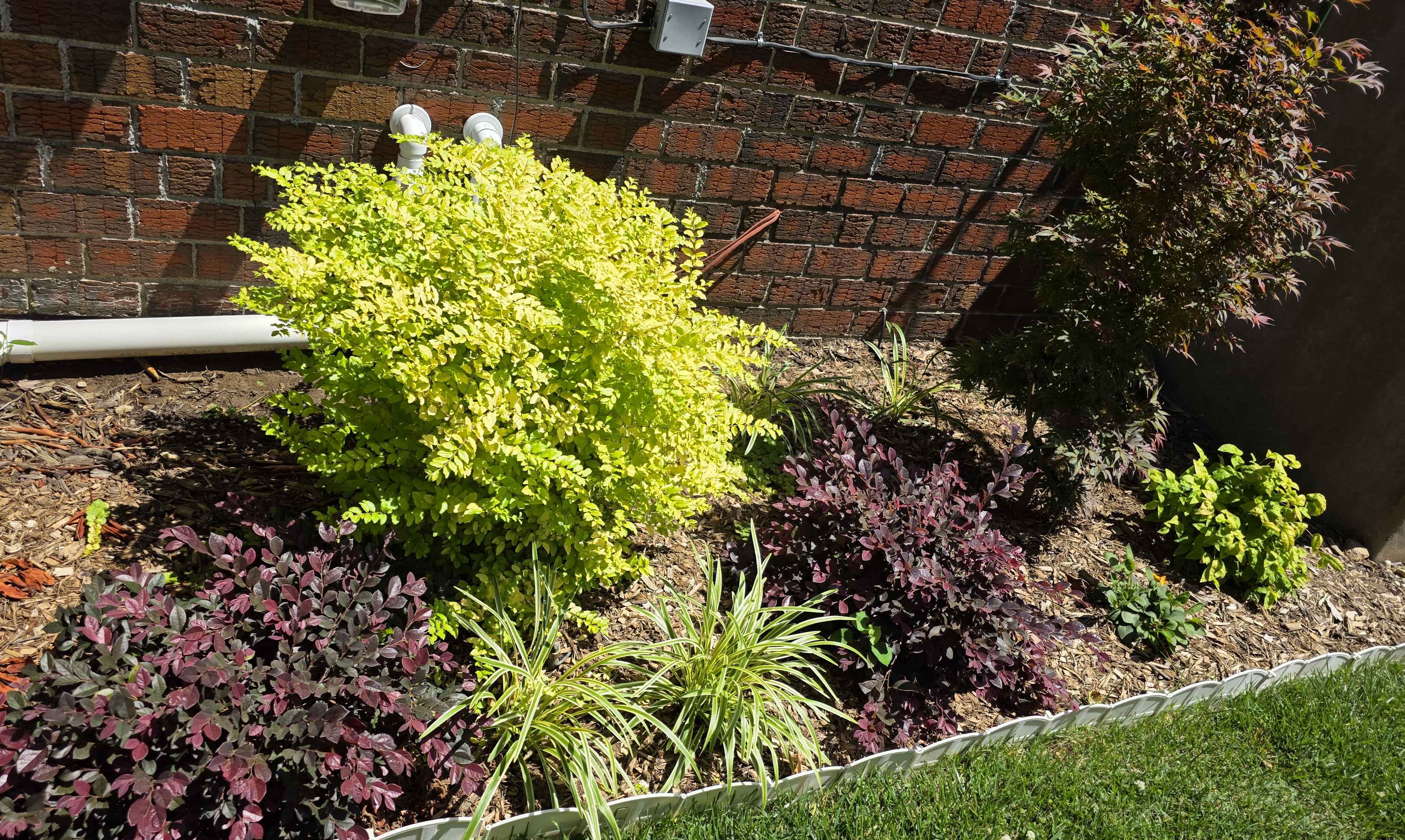 Purple loropetalum in the side-house foundation bed with Sunshine ligustrum, Shaina Japanese maple, and variegated liriope