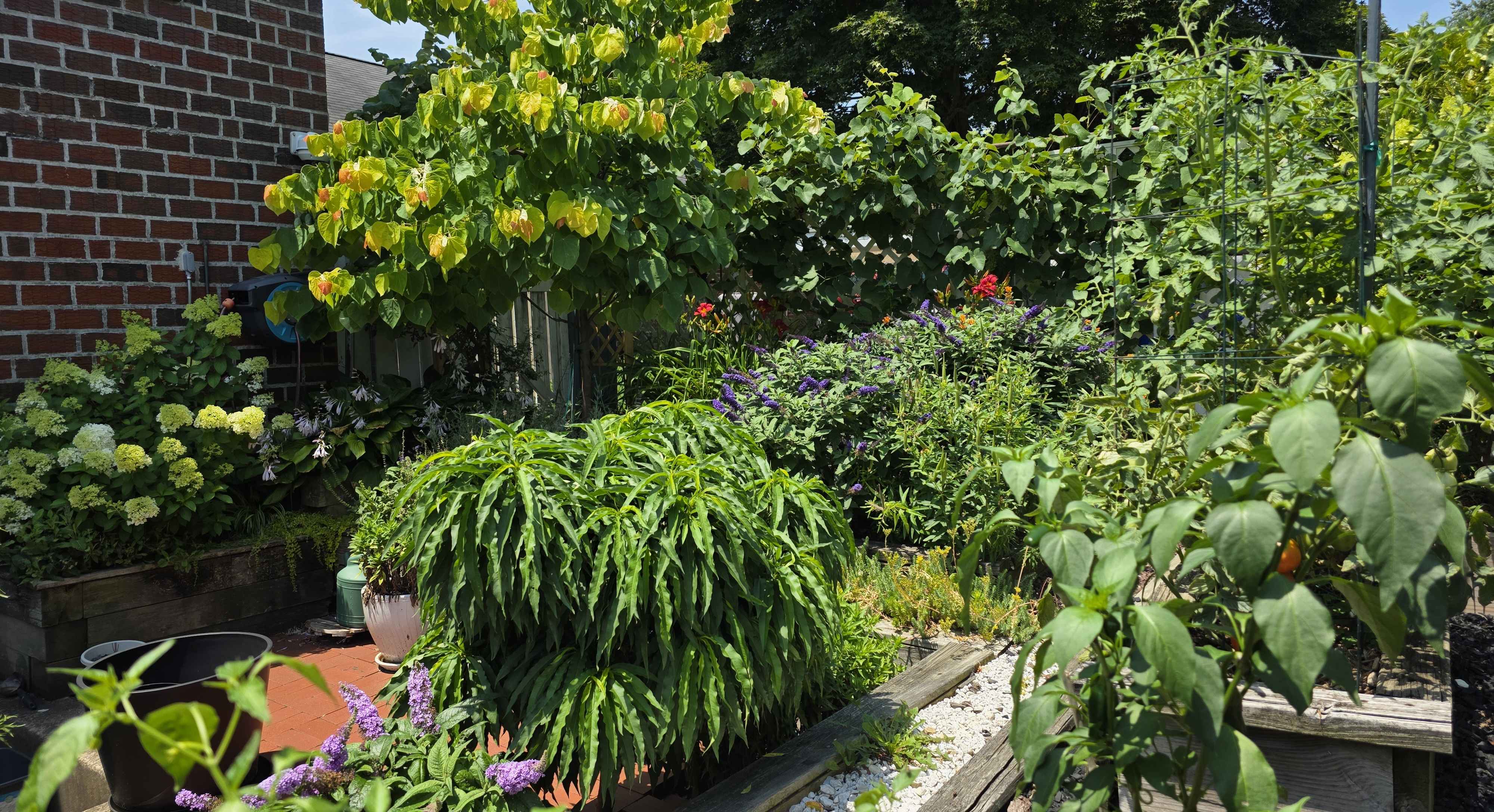 Wide midsummer back garden with Rising Sun redbud, Bobo hydrangea, hostas, Pugster butterfly bush, tomatoes, and peppers
