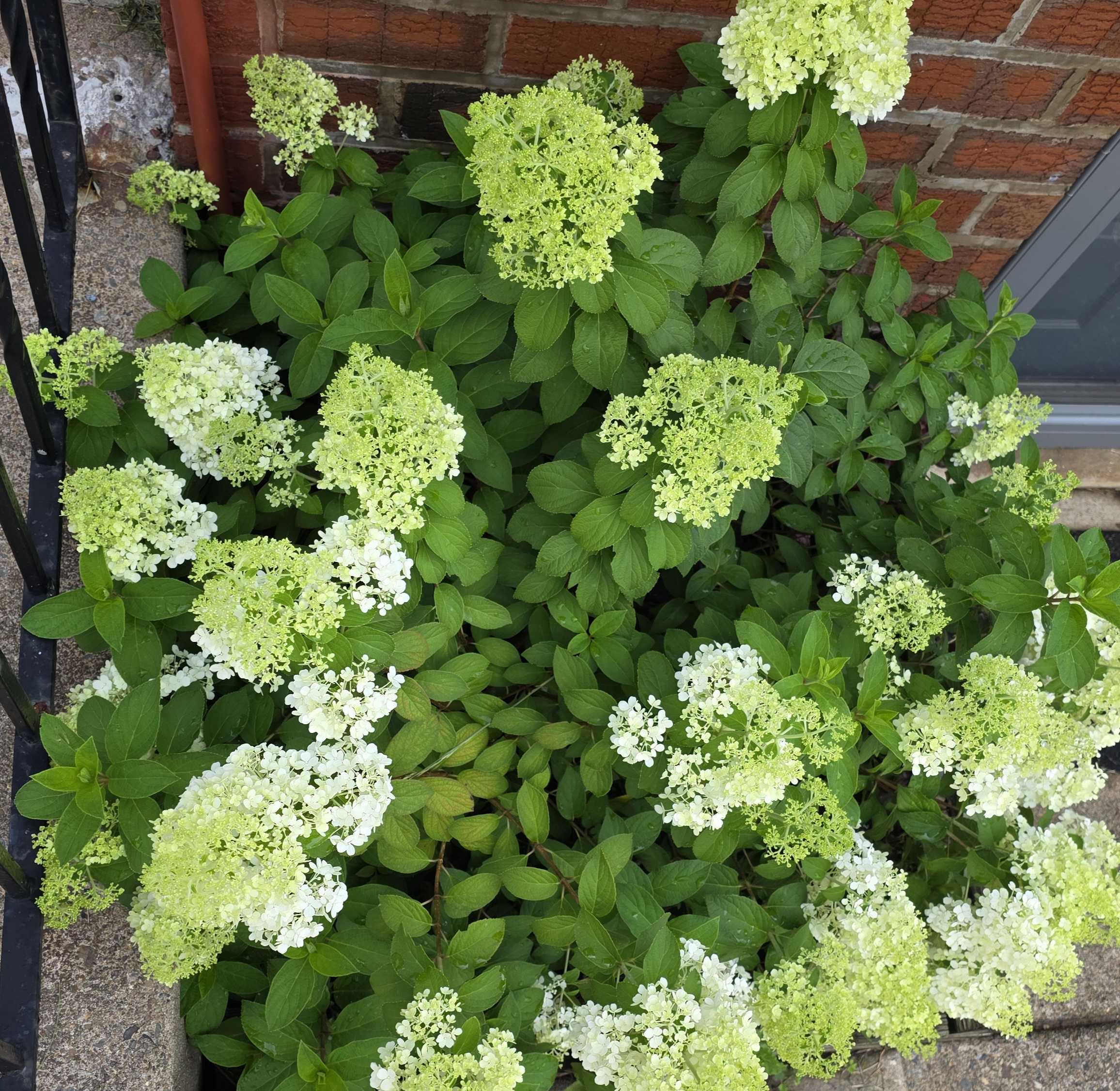 Bobo hydrangea covered in lime-white panicle flowers against a brick wall