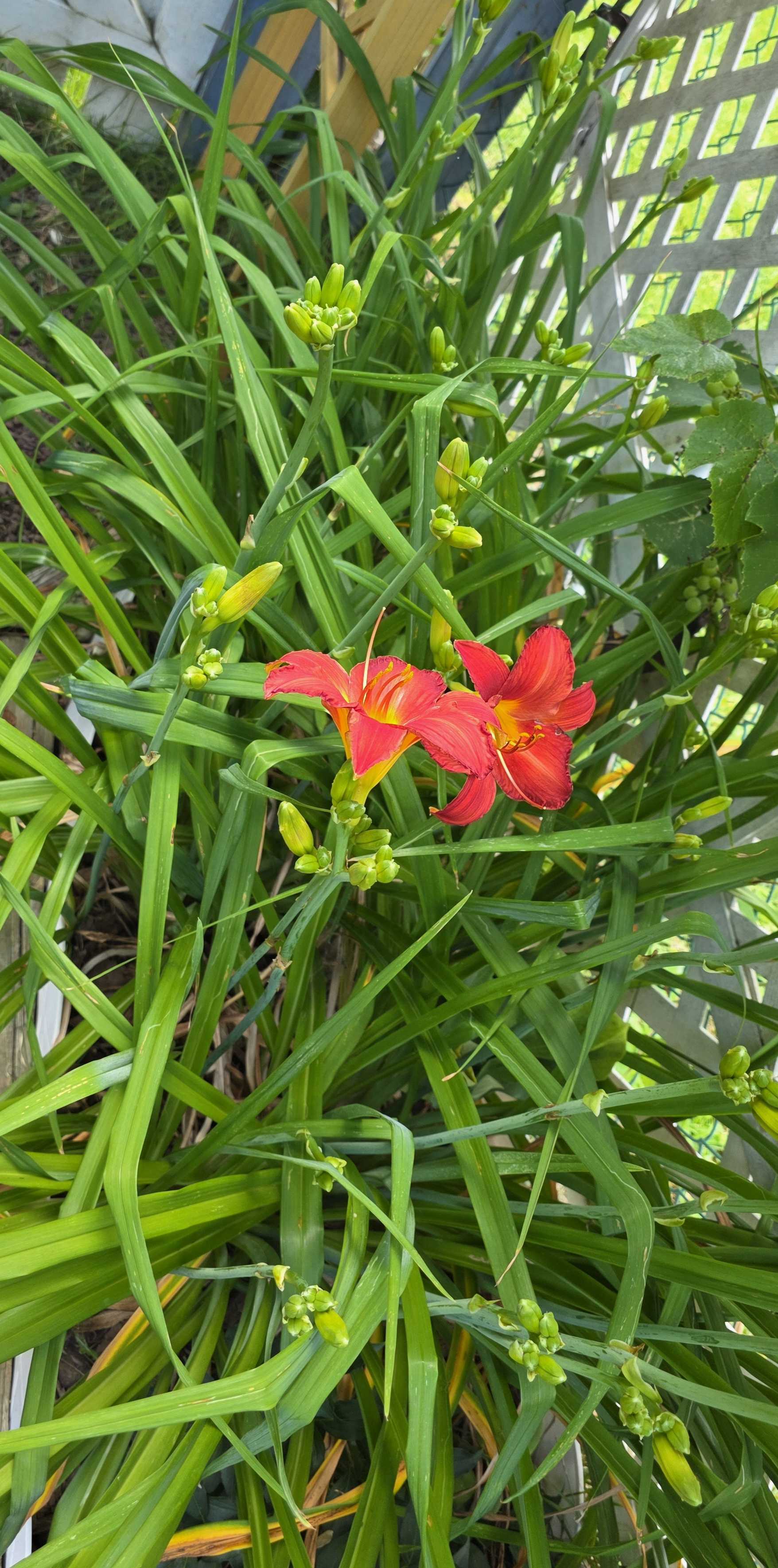 Red daylily flowers with many unopened buds in a dense clump