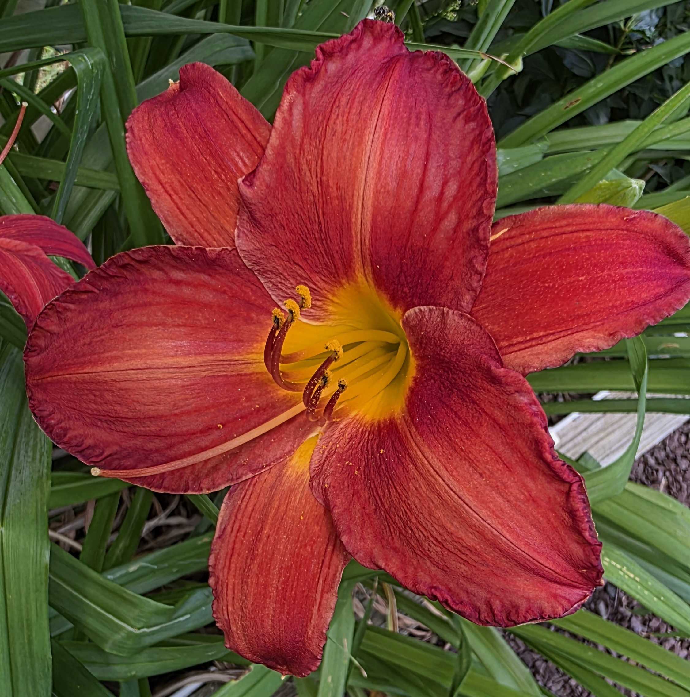 Close-up of a red daylily with a bright gold throat
