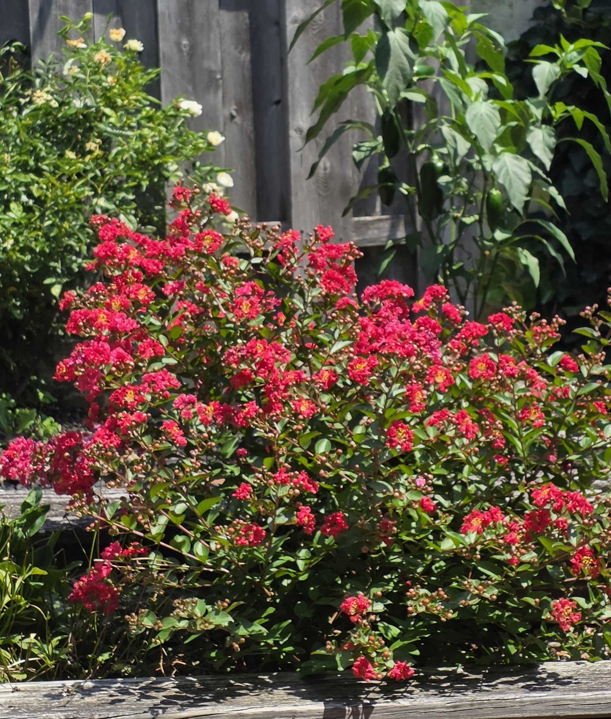 Dwarf crape myrtle covered in vivid red flowers and unopened buds beside a pepper plant