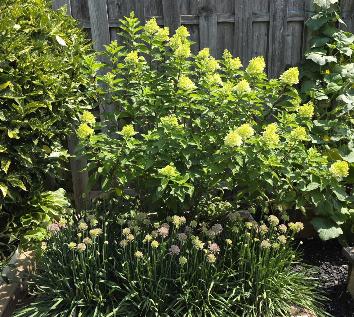 Limelight Prime hydrangea blooming behind pink ornamental onions with Gold Dust aucuba and cucumber vine at the sides
