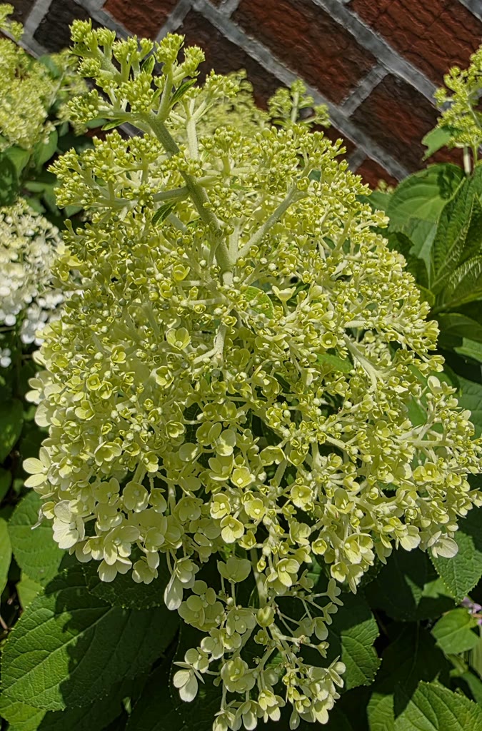 Close view of a lime-green Limelight Prime hydrangea panicle with small florets opening