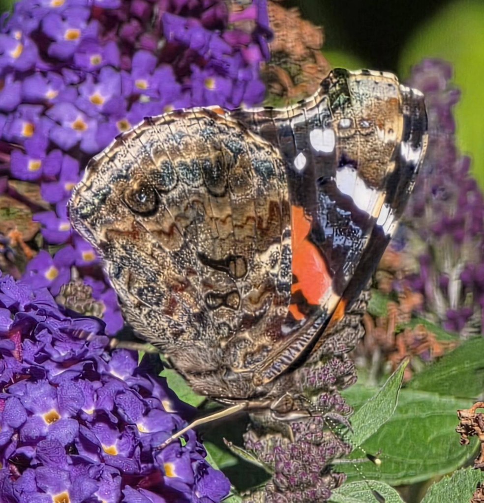 Lady butterfly with intricate brown hindwing patterns, eyespots, and an orange-and-white forewing on purple Pugster flowers