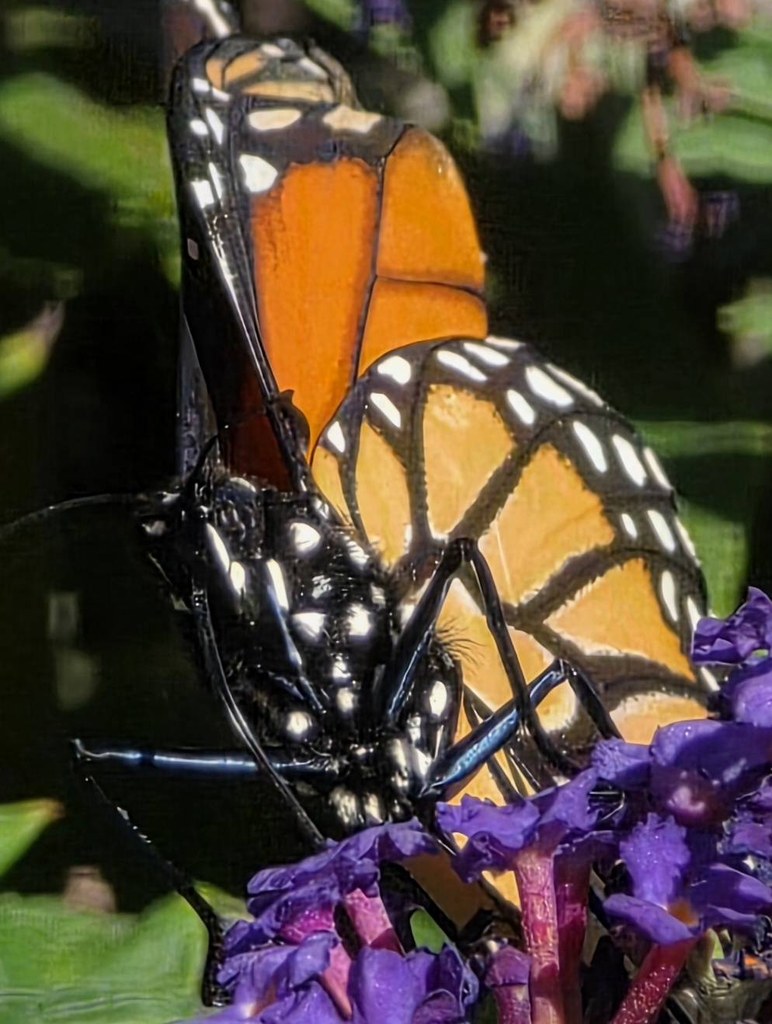 Close-up of a monarch butterfly face, spotted body, and legs among purple Pugster flowers