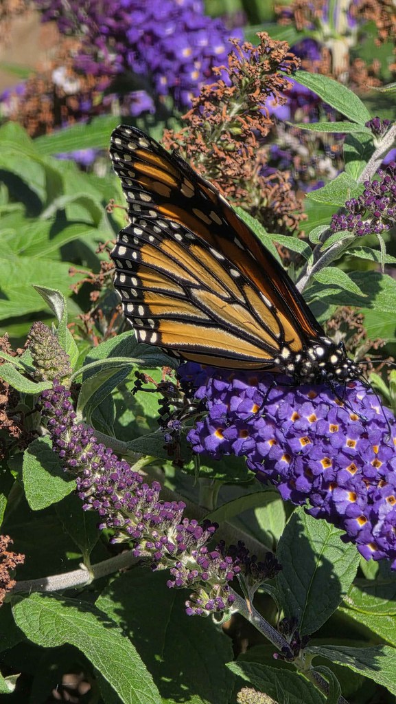 Monarch butterfly showing its orange-and-black wing pattern while feeding on purple Pugster butterfly bush flowers